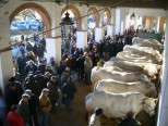 Moncalvo: 378ª Fiera del Bue Grasso e Sagra del Bollito