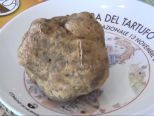 Fiera Nazionale del Tartufo Bianco “Trifola d’Or”. Domenica 12 e 19 novembre a Murisengo