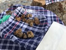 Stagione del Tartufo a Murisengo sospesa nei weekend del 7-8 e 14-15 novembre