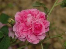 Roseto della Sorpresa Castell'Alfero 28 Maggio (11-19) regione Perno