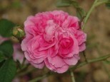 Roseto della Sorpresa Castell'Alfero 28 Maggio (11-19) regione Perno