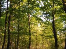 A Natale regala un albero... alla Foresta Condivisa del Po piemontese
