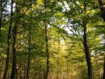 A Natale regala un albero... alla Foresta Condivisa del Po piemontese