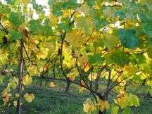 Natal'Esco da Danilo Spinoglio