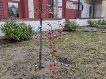 Al Museo Civico laboratorio artistico in occasione della Giornata Nazionale degli Alberi