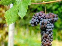 I VITICOLTORI IN PIAZZA, domenica 2 ottobre a Rosignano