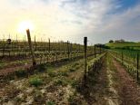 MonferVINUM tra i filari, in cantina e nel calice