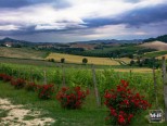 Il Monfrà Jazz Fest continua il suo racconto nella settimana di Ferragosto Il Monfrà Jazz Fest continua il suo racconto nella settimana di Ferragosto