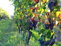 Iniziativa solidale dei produttori del Consorzio vini Colline del Monferrato Casalese