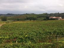 Gran Monferrato candidato a Città Europea del Vino 2024