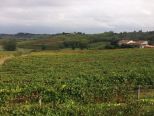 Gran Monferrato candidato a Città Europea del Vino 2024