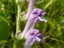 Sono circa 1400 le specie floristiche delle Aree protette del Po piemontese