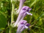 Sono circa 1400 le specie floristiche delle Aree protette del Po piemontese