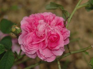 Associazione Amici Roseto della Sorpresa